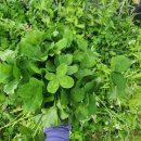 행운클로버 이미지