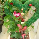 신애농장 이미지