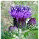 건강백세 ② 엉겅퀴(Milk Thistle) 의 효능 이미지