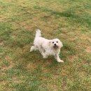 퍼피앤독 이미지