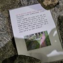 돌팔매질 당해서 죽은 방학천 오리 이미지