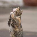 아바타PC방 이미지