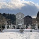 관음사의 왕벚나무자생지 이미지