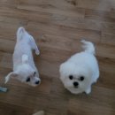 야옹아 멍멍해봐 상무점 이미지