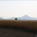 순천만의 추억 Daum카페