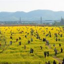 금호강하중도 이미지