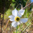 5월 수선화 (인디언수선화 ㅎ) Actaea (Poeticus Daffodil) 이미지