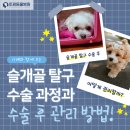 구리동물병원 | [구리 토평동물병원] 강아지 슬개골 탈구 수술 후기 | 회복 과정과 관리법 총정리