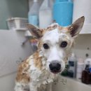 얼바인동물병원 이미지