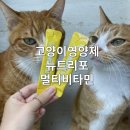 고양이영양제 뉴트리포 멀티비타민 솔직 후기