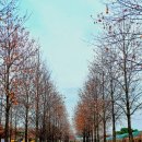 한강시민공원백합나무길 입구 이미지