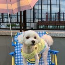 인생멍컷 이미지