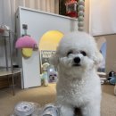 우월한 탄산 | 비숑 비만 다이어트 건강관리에 좋은 프리미엄 강아지 수제사료 우월한탄산 강아지화식레시피