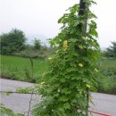 오남2리 이미지