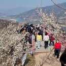 백운산 자락 섬진강 매화축제장을 다녀와서~~~ 이미지