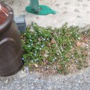 서울뽕칼국수 이미지