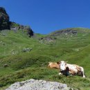 스위스목장 이미지