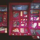 우석헌자연사박물관 이미지