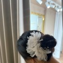 호호쭈쭈 | [W]. 드레스투어 준비물 및 꿀팁 : 하우스오브에이미,쥬빌리브라이드,라비노체,누벨드블랑