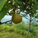 곡성-268 이미지