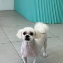 멍블리즈 이미지