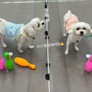 돌봐줄개 네이버블로그