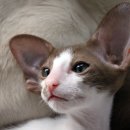 오리엔탈 이미지