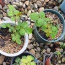 앵두목장 이미지