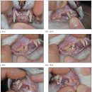 동물치과병원메이 | 고양이 스케일링 비용 시간 등 이빨 관리 후기 (f. 동물치과병원 메이)