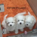 코튼빌리지 부산본점 이미지