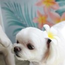 다온 펫 살롱 이미지