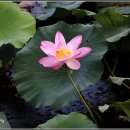 강주연못 이미지