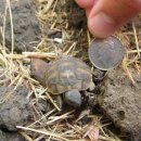 거북이 카카오 검색결과