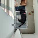 혼자두면 장판뜯어서 차린 개카페 이미지