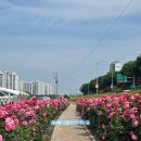 장일샐프타운