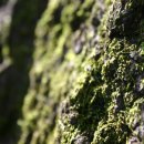 조경기능사(자격) 이미지