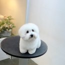 몽톡 이미지