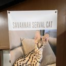 사바나 코쉬카 이미지