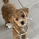 더 도도하개 이미지