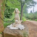 광수농장2 이미지