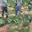 덕화농장 이미지