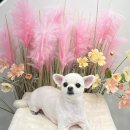 폼#반려견미용실 네이버블로그