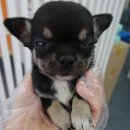 가정견1회분양 이미지