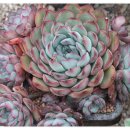 바이미인 이미지