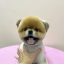 모노퍼피 이미지