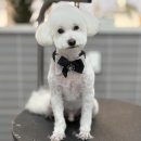 행촌로 | 퇴계동 애견미용 춘천 애견호텔 헤이멍 푸들미용 대변신