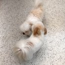 뽀소송 이미지