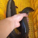 대물장어 이미지