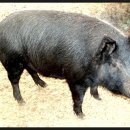 재두네 한우농장 이미지