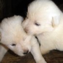 순수진돗개 이미지